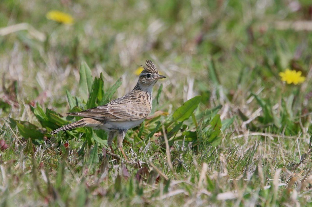 ヒバリ 科 ゆきやっさんのブログ