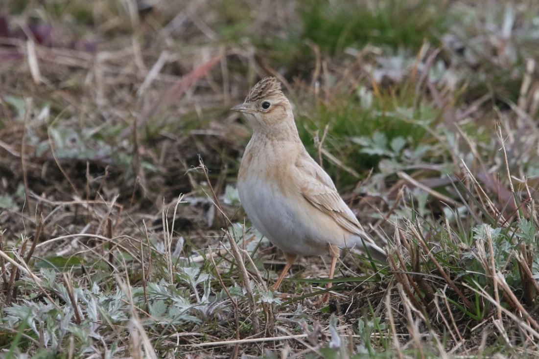ヒバリ科 ヒバリ 白 ゆきやっさんのブログ