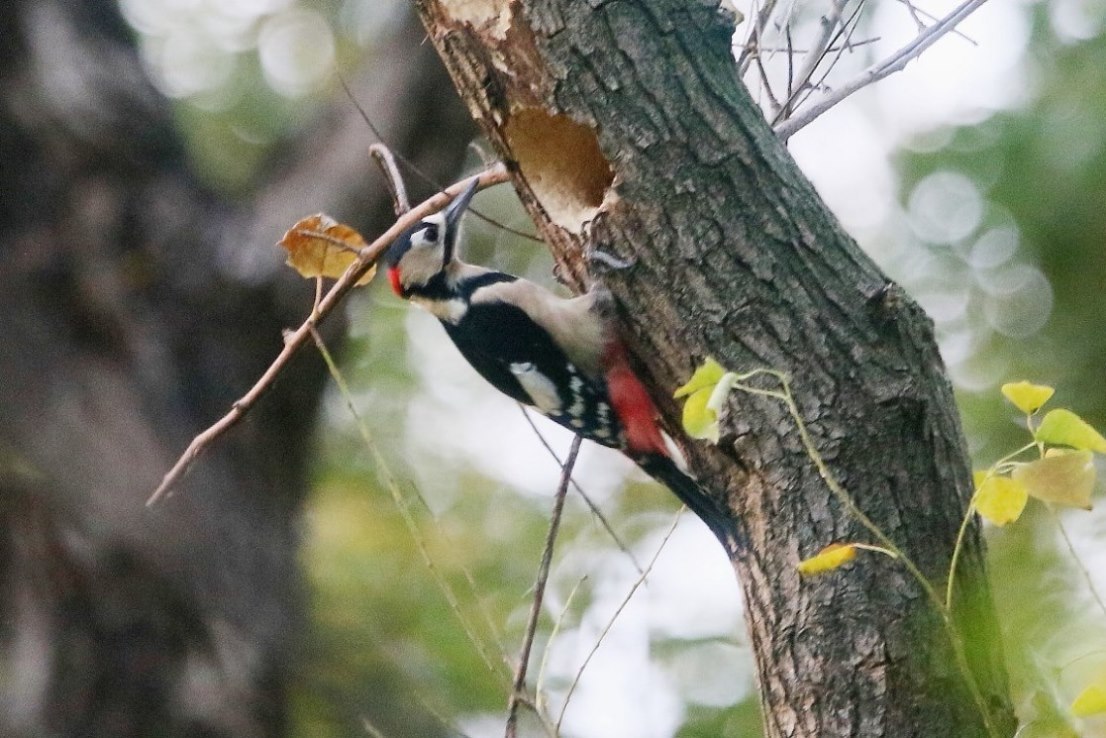キツツキ 科 ゆきやっさんのブログ